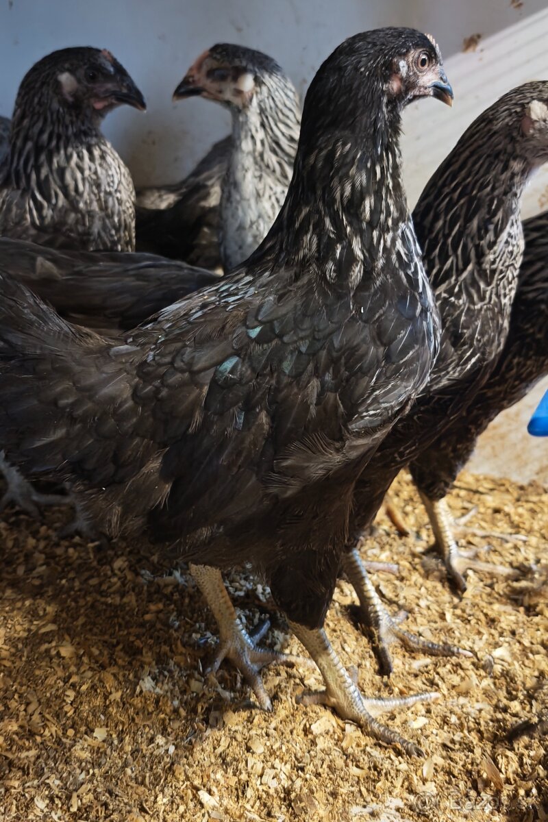 Nosnice, mládky - 5