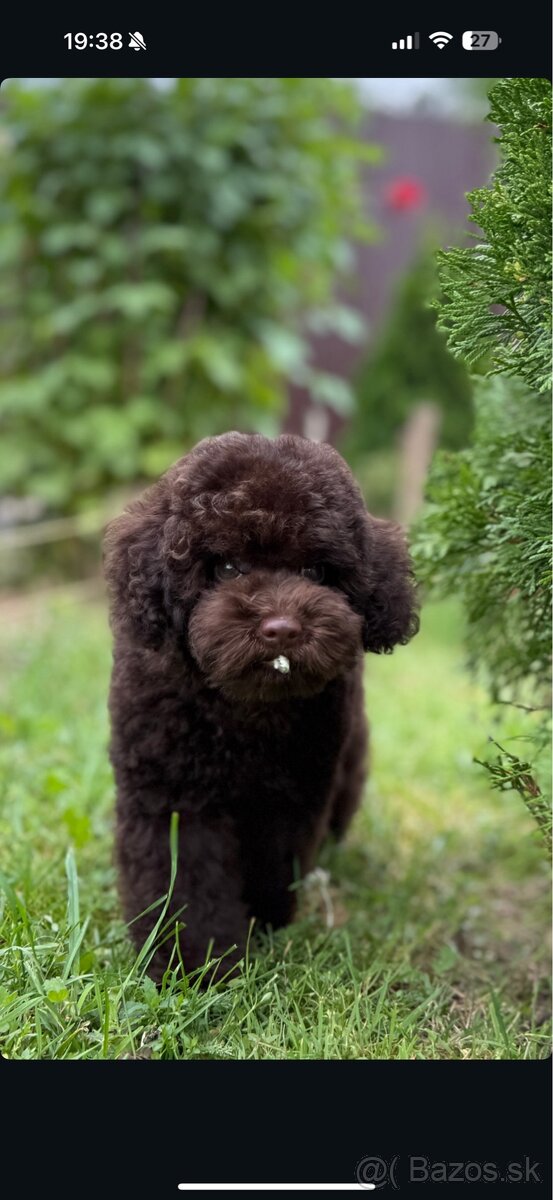 čokoládoví chlapci toy pudel - 5