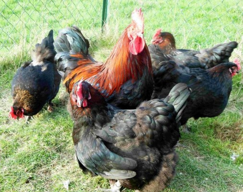 Maranska a vlaška oranžovokrká - 5