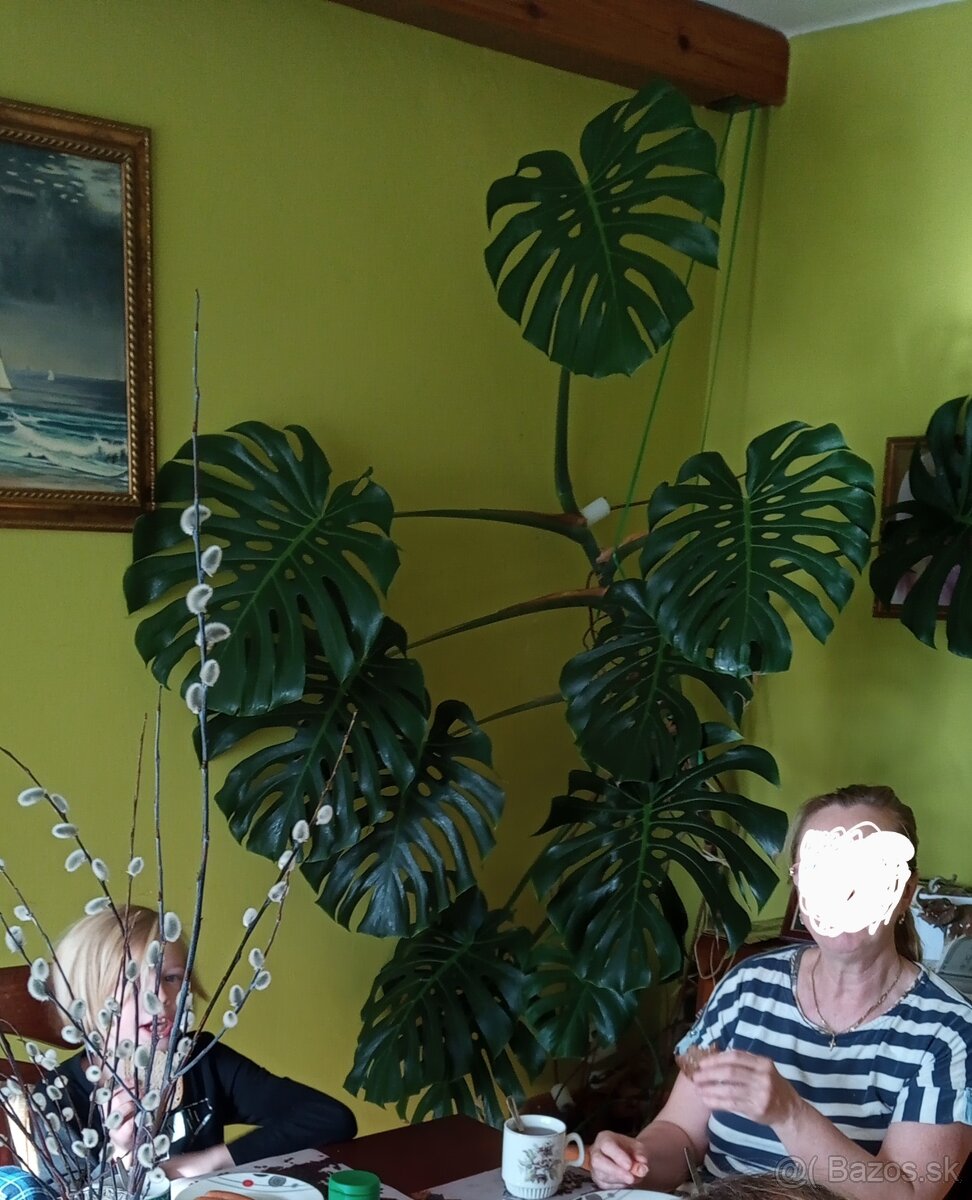 monstera 20 rokov - 5