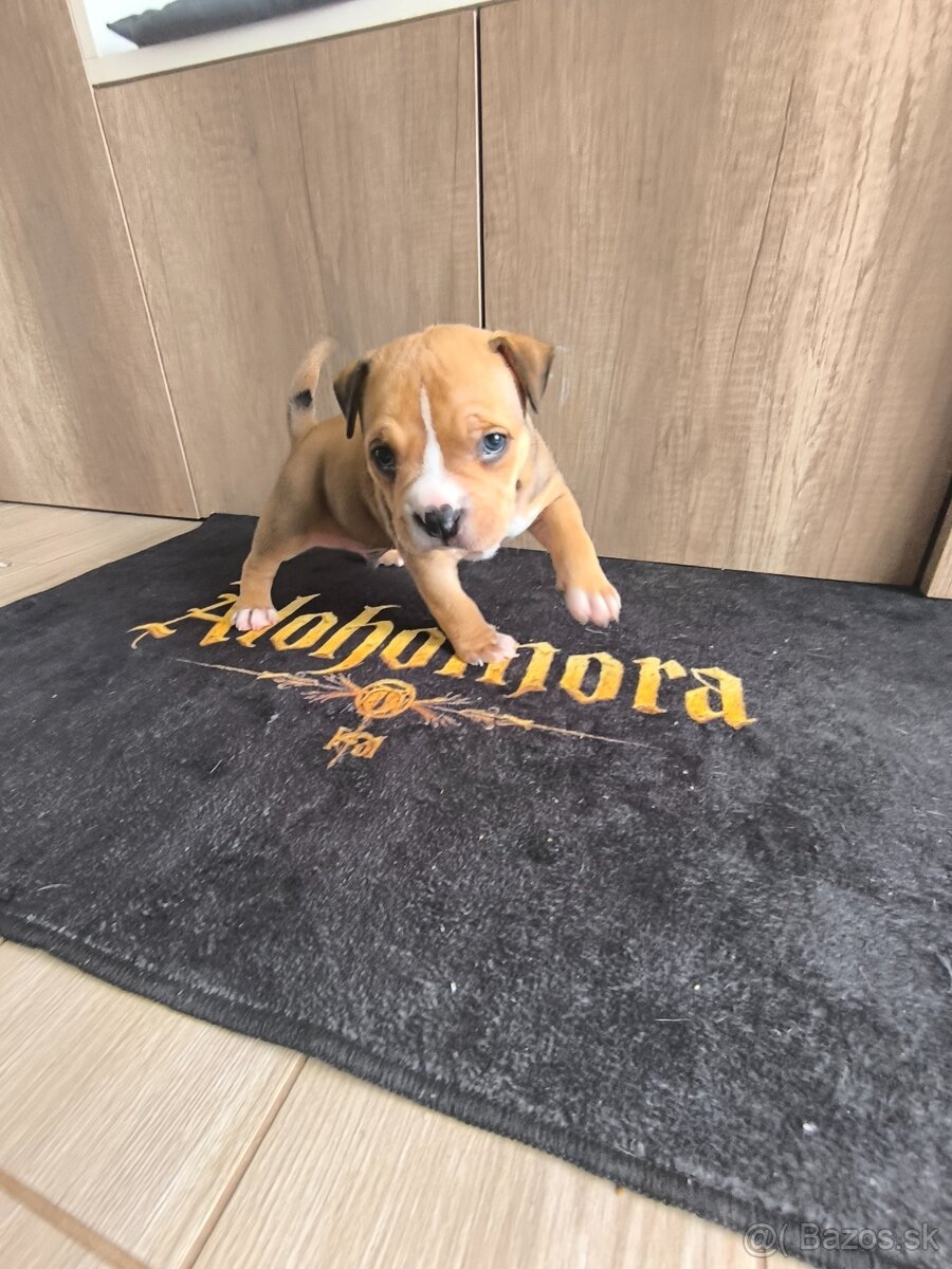 American bully pocket - 5