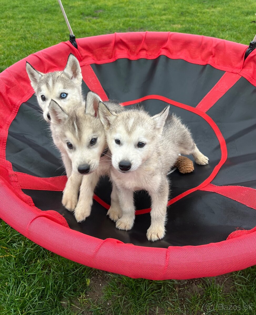 Steniatka sibirsky husky - 5