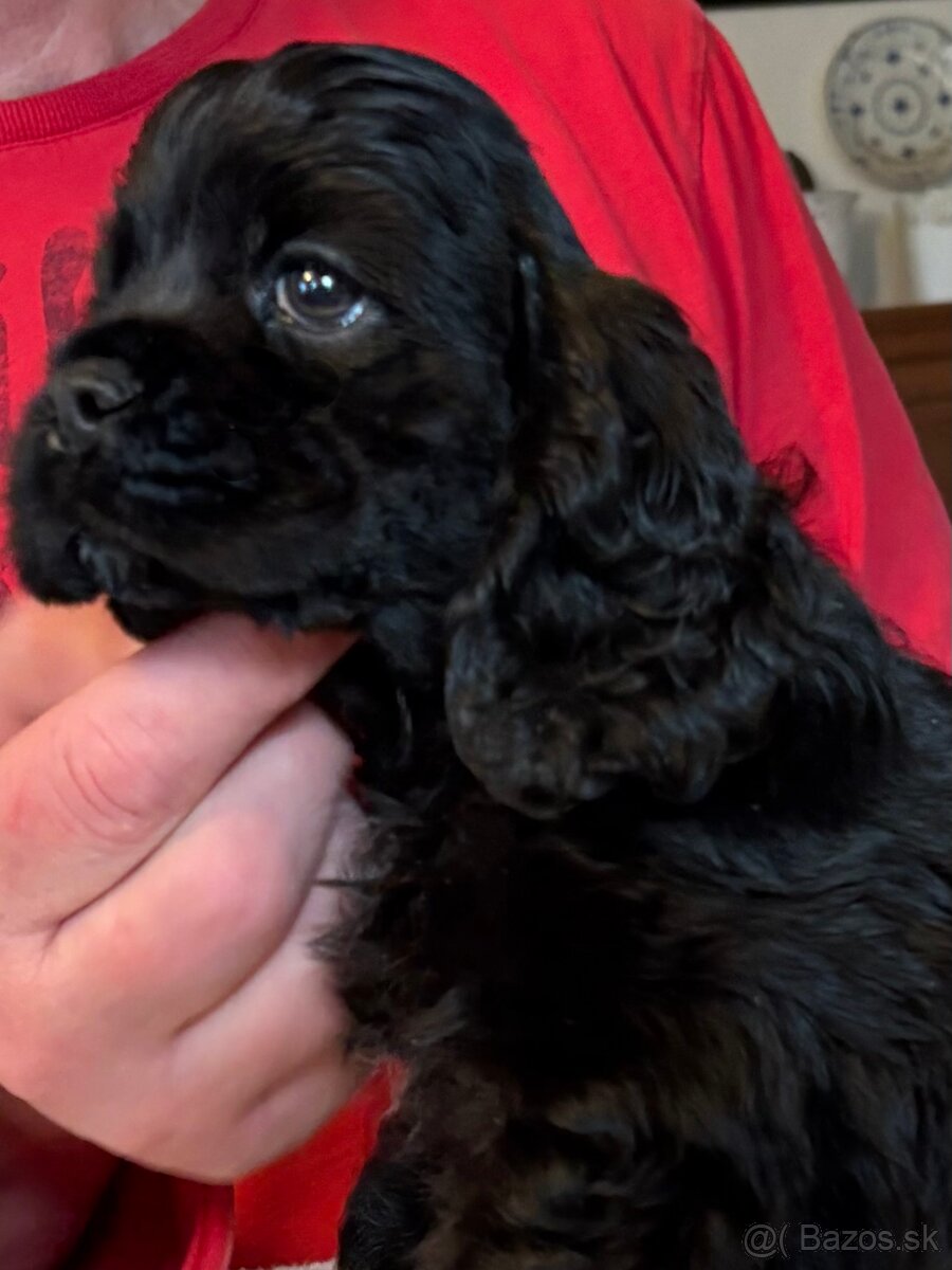 Americký kokerspaniel - 5