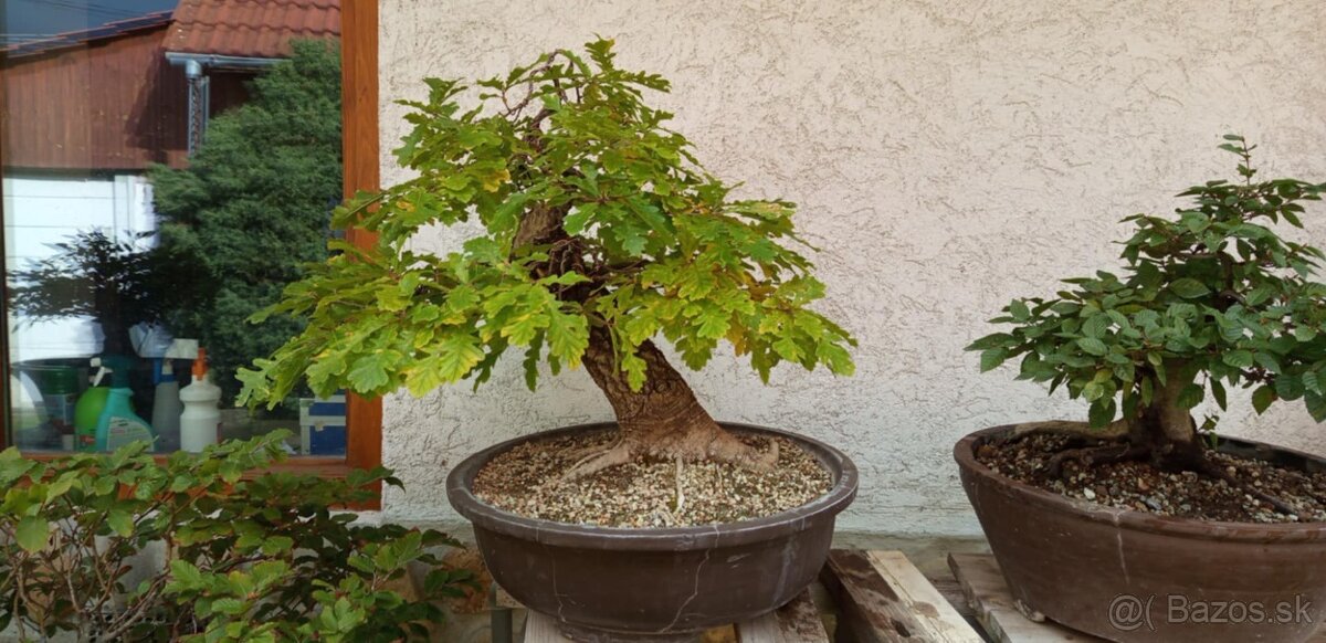 bonsai,bonsaj-DUB 7 - 5