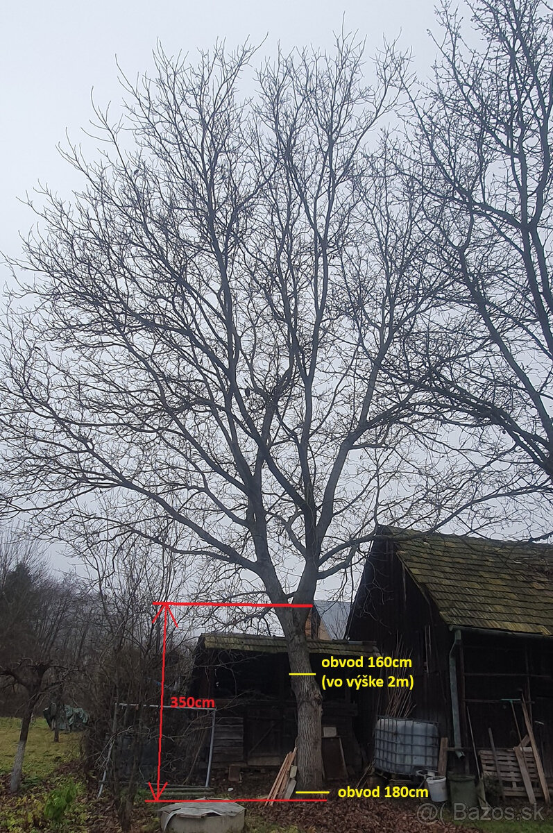 Predám orechové drevo - 5