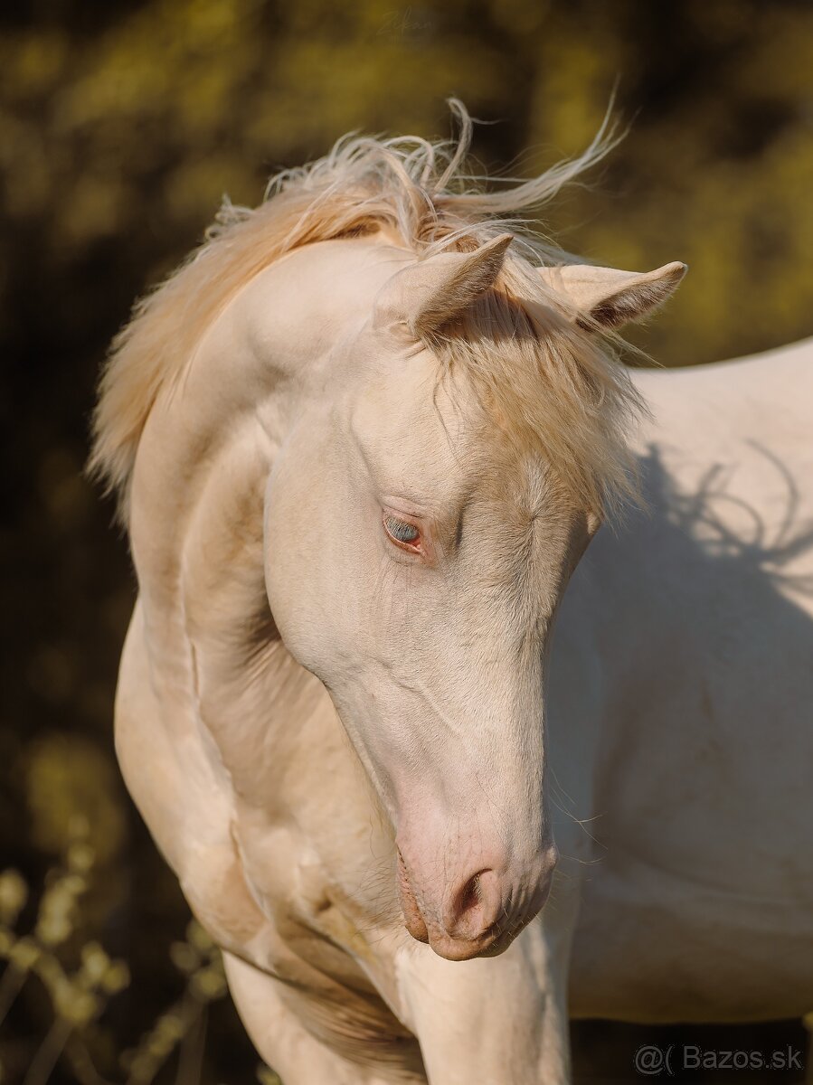 Predám ročného žrebčeka QH - 5