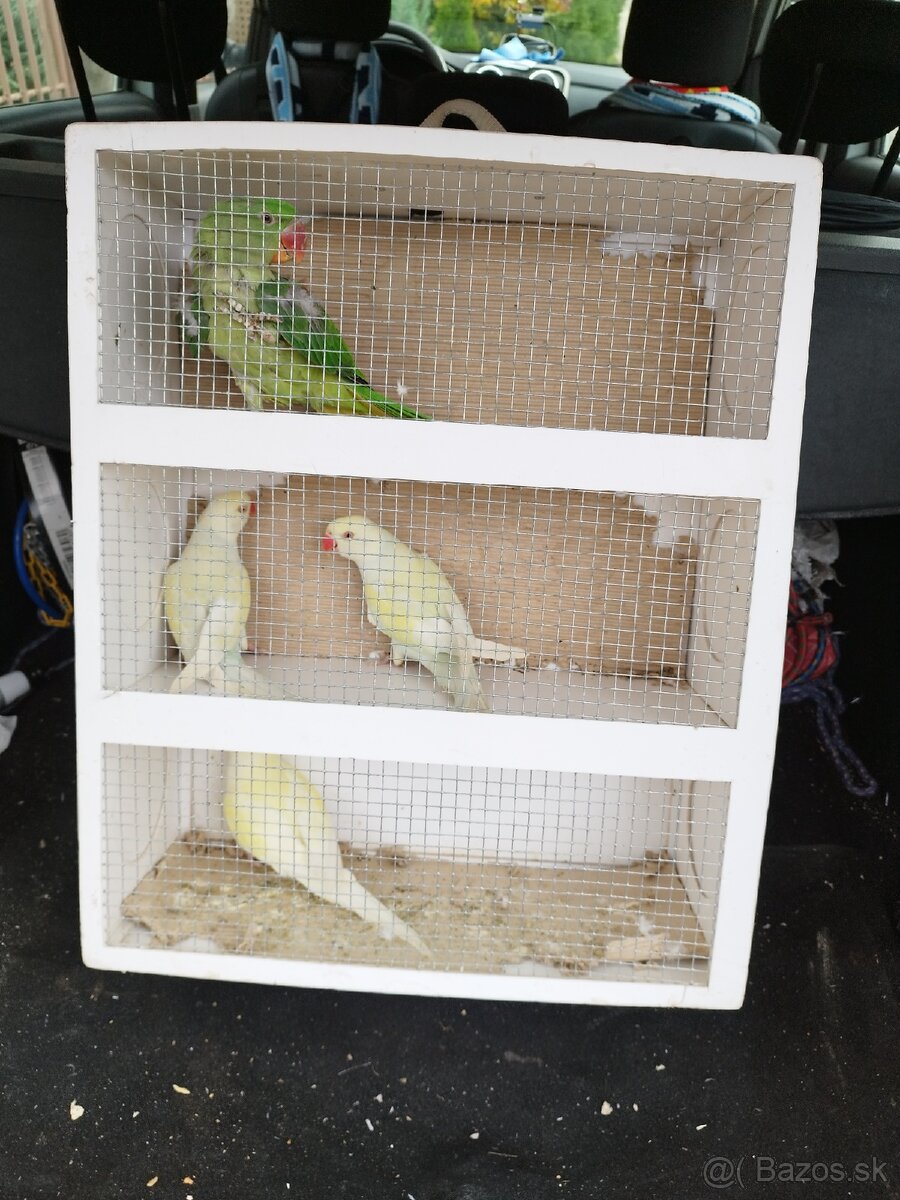 Alexander Veľký a malý - 5