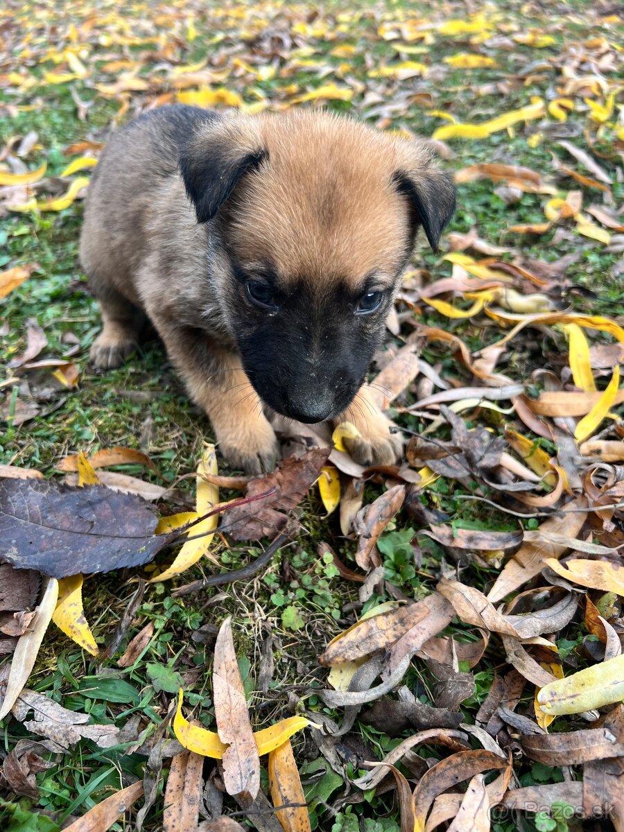 Predám šteniatka - 5