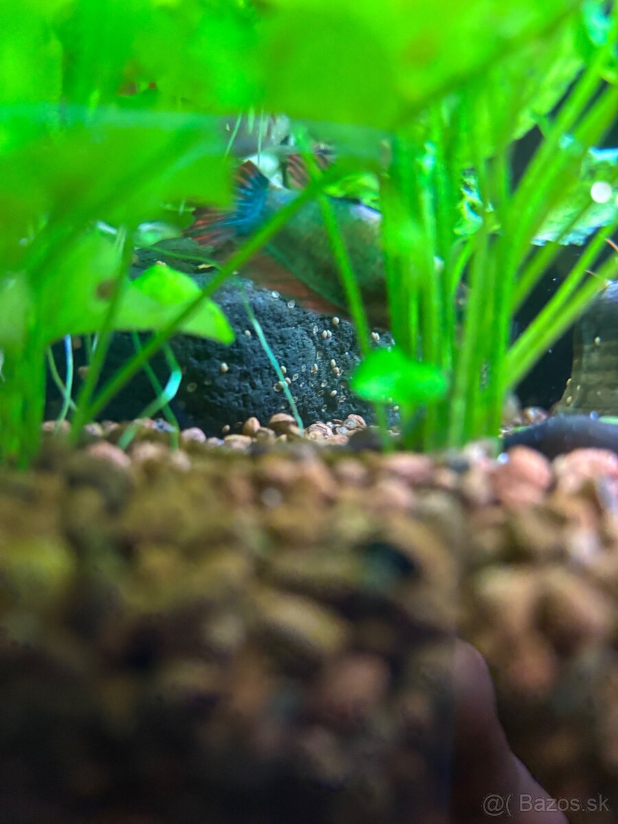 Darujem Bojovnice + Rajovec + Echinodorus red devil - 5