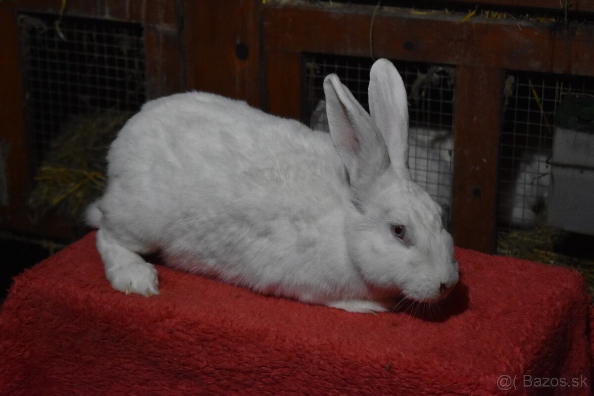 Predam Hyla samica - 5