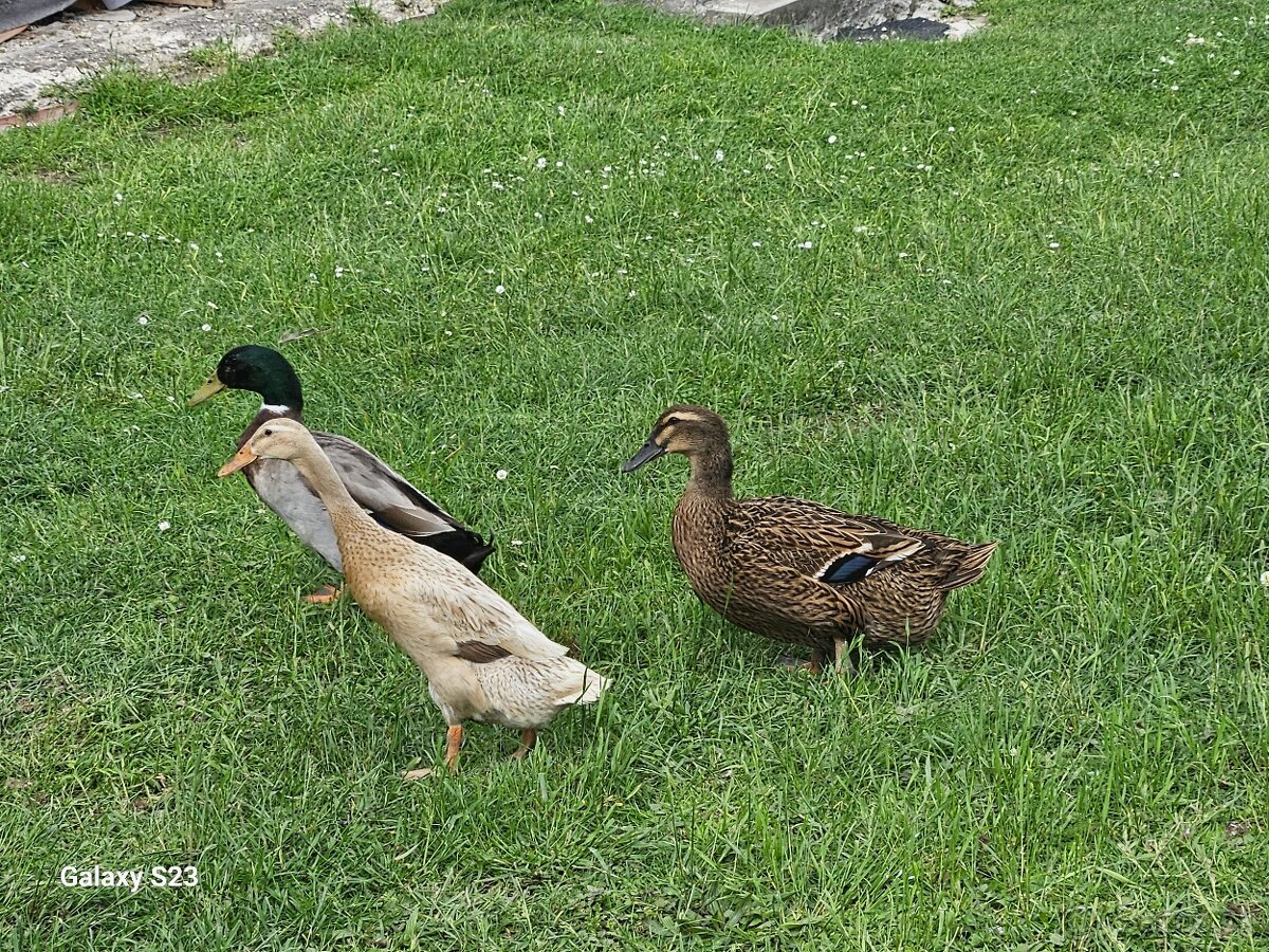 Predám kačacie nasadové vajíčka - 5