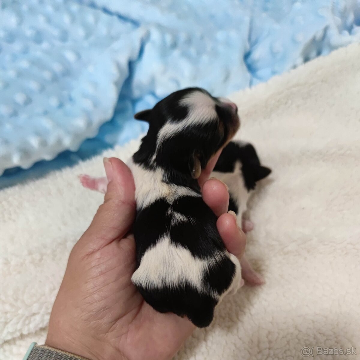 Biewer Yorkshire terrier - 5