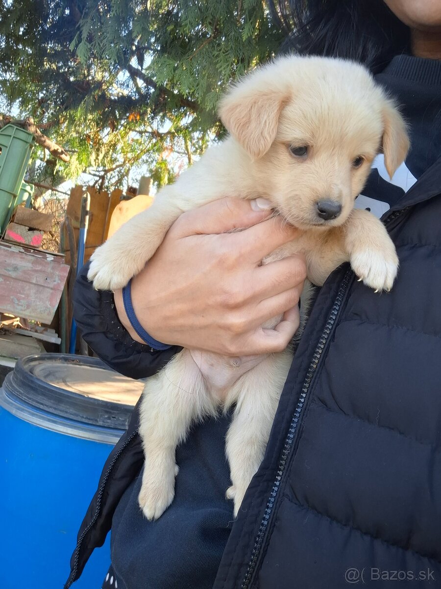 darujeme šteniatka - 5