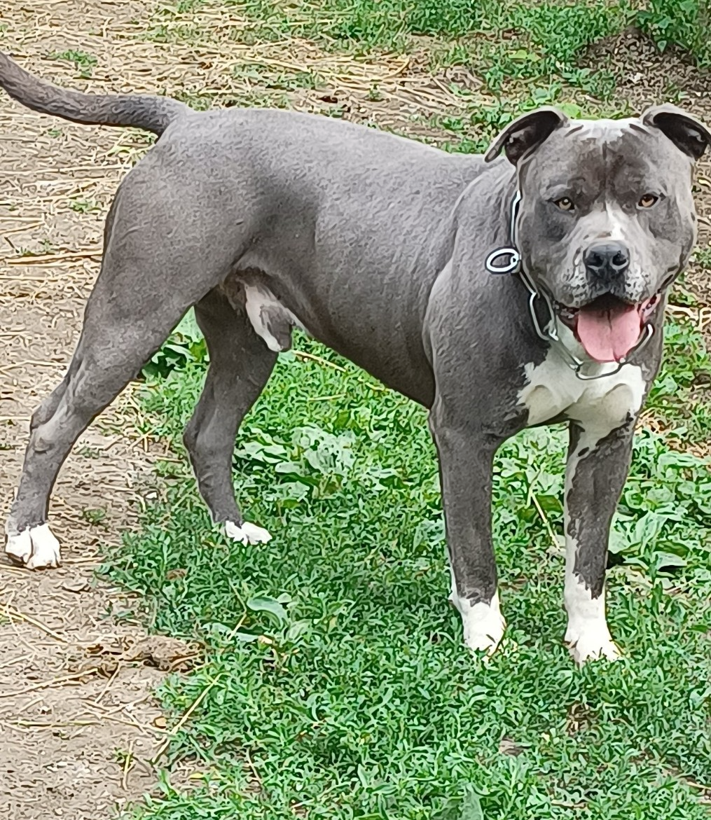 Americký staford - 5