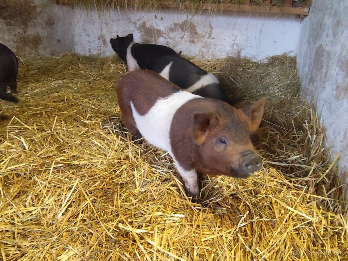 Presticke Prasa x kune kune odstavcata - 5