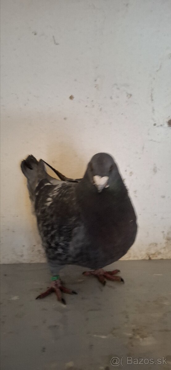 Holuby gigant homer - 5