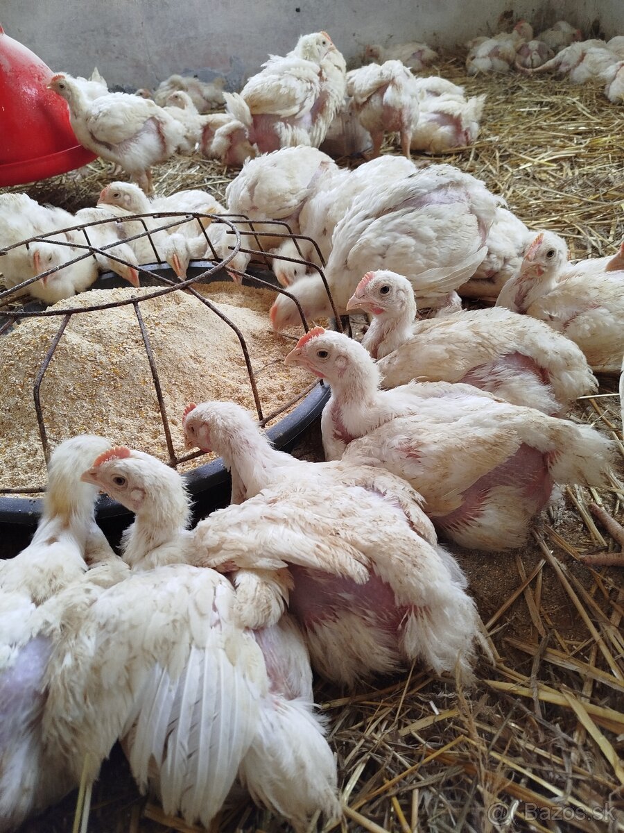Brojlerove kurčatá - 5