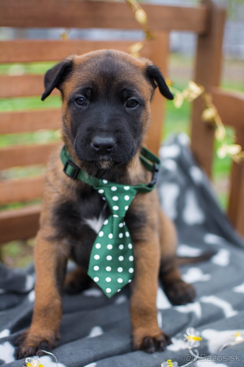 Belgický ovčiak malinois, šteniatka s PP - 5