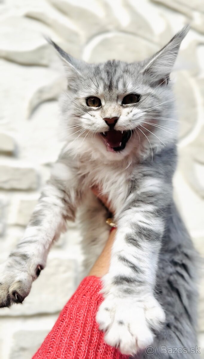 HEIDI 🤍 s PP Maine Coon Mainská myvalia - 5