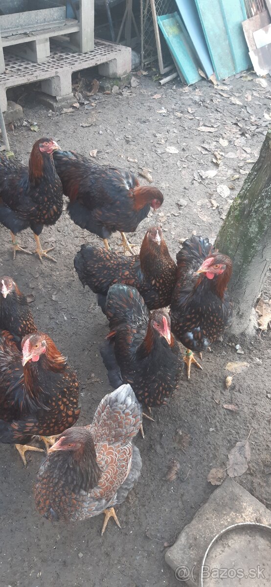 Wyandotka ZČL Veľká. Kohúty 2025. - 5