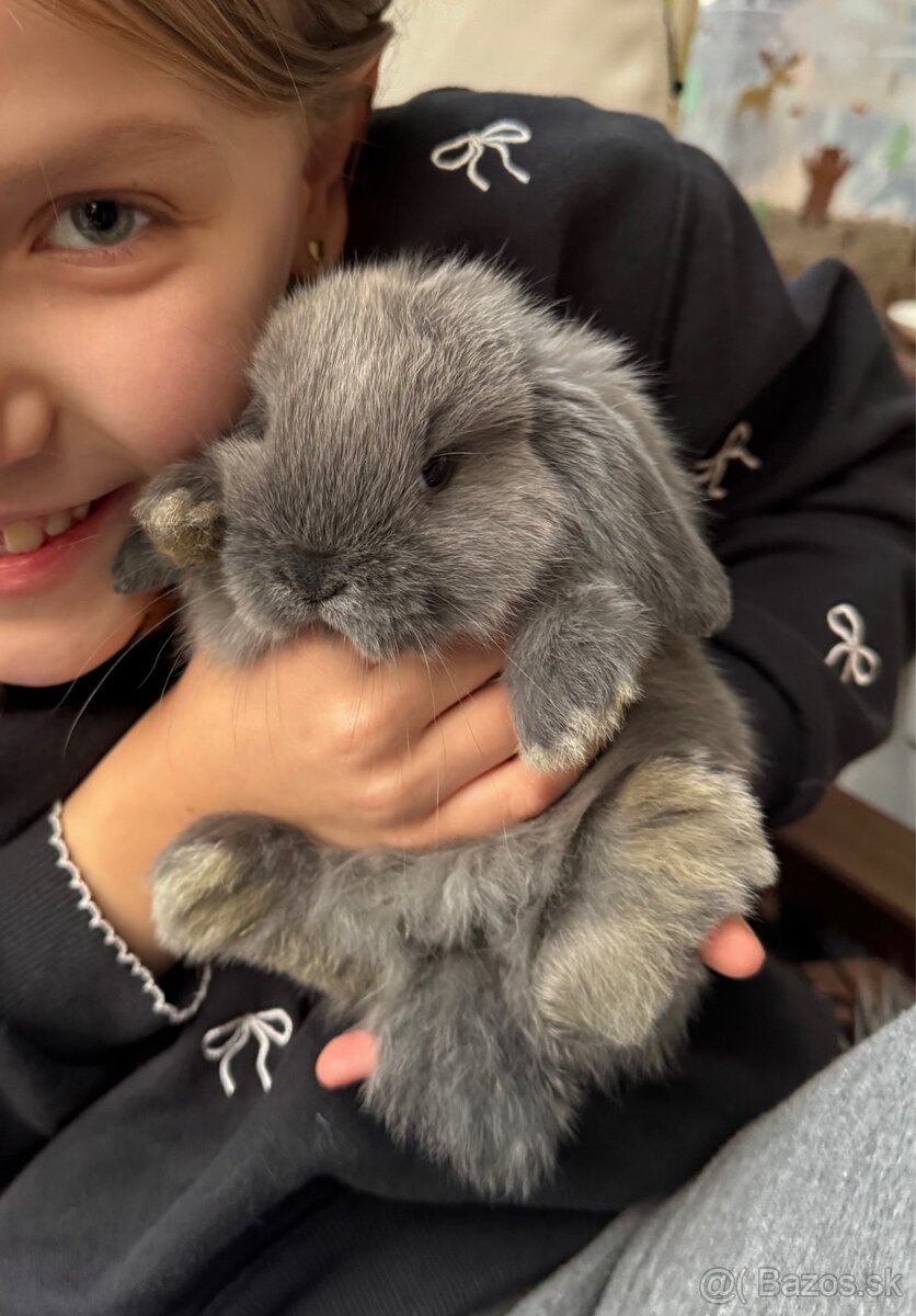 Minilop králičky - 5