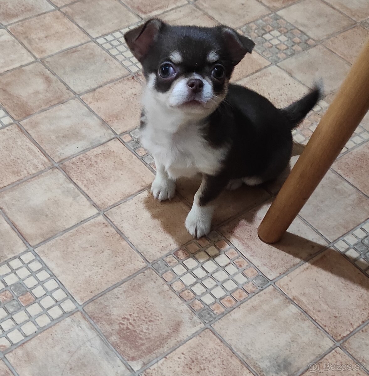 Čivava krátkosrsta. - 5