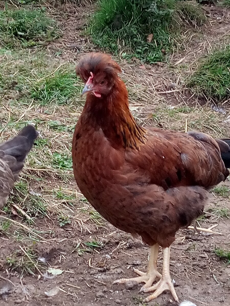 NV zelené green shell - 5