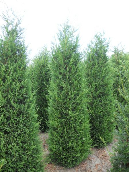 Cyprusovec leylandsky 2001, zivy plot - 5