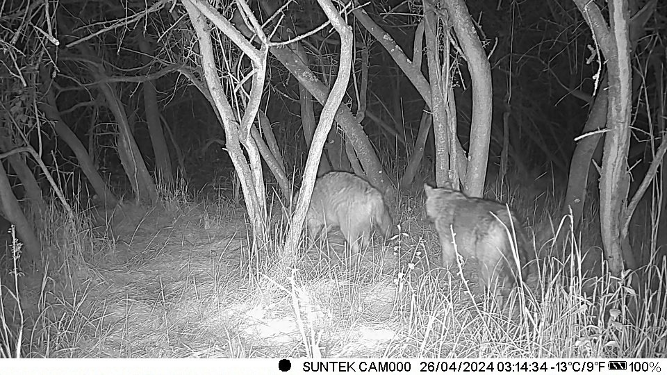 Fotopasca hc-900m - 5