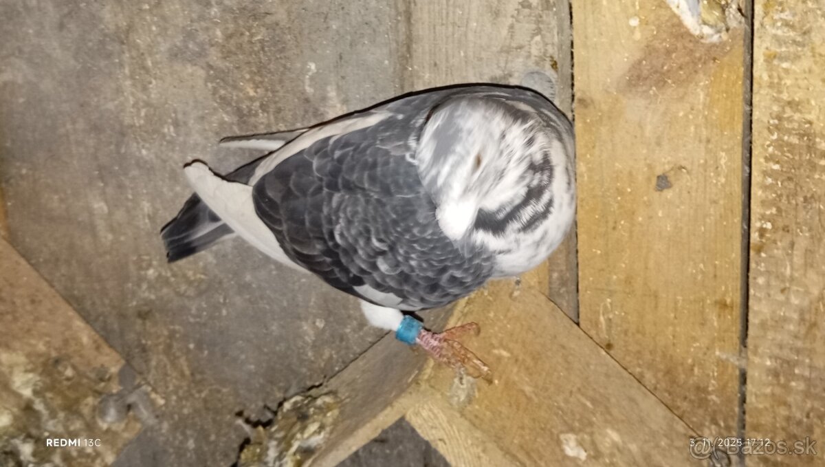 Poštove holuby - 5