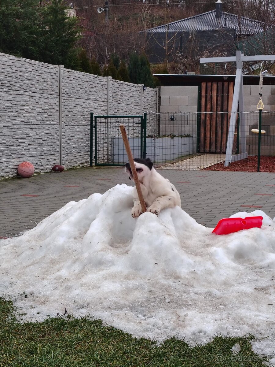 Stredoázijsky ovčiak - 5