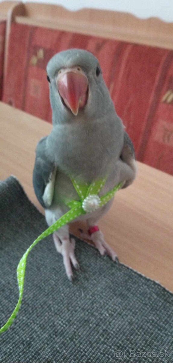 Traky pre papagáje, kšíry, popruhy - 5