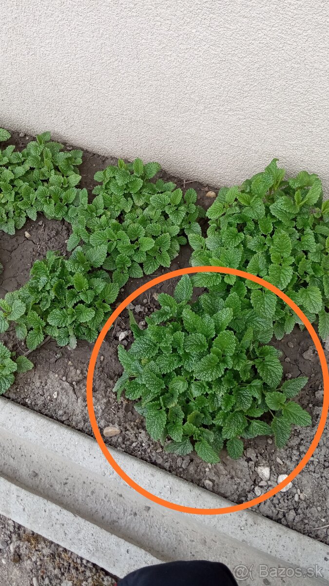 Sadenice byliniek - 5