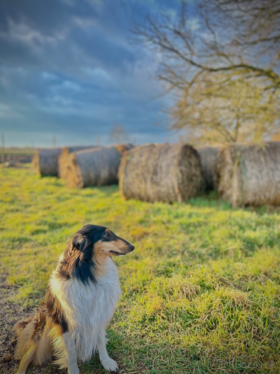 dlhosrstá kólia - 5