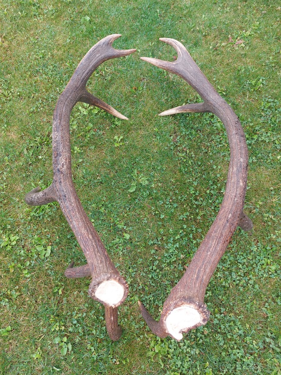 Trofej trofeje paroh parohy parozie zhody - 5