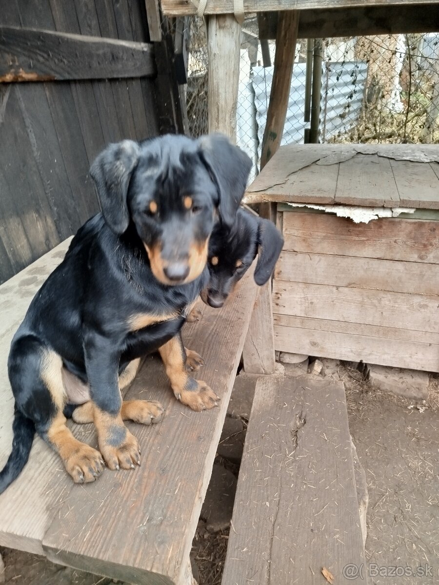 Darujem Šteniatká - 5