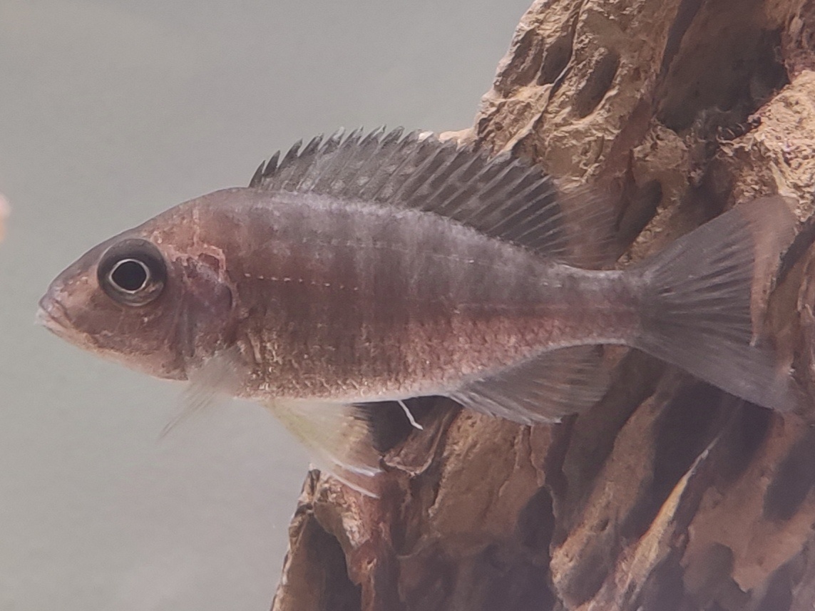 Aulonocara stuartgranti (Chilumba) - Tlamovec Stuartov - 5