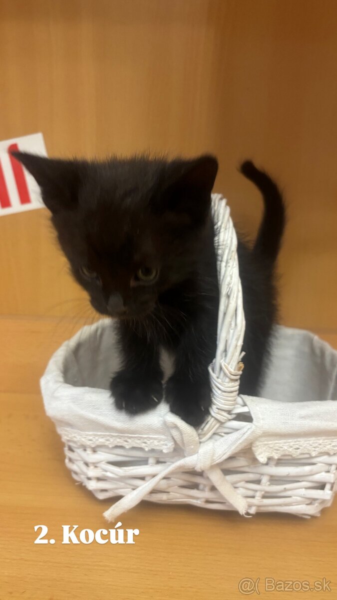 Darujem mačiatká - 5