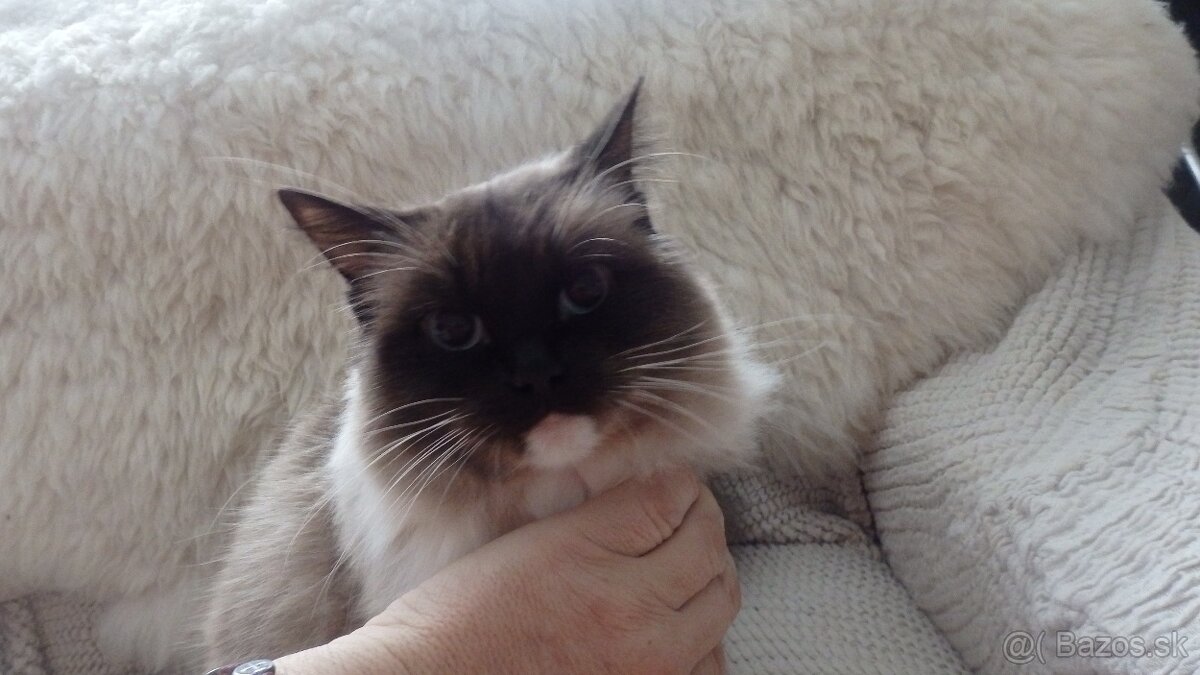 ragdoll,radgoll,mačatá predané na predal len dospelé mačky - 5