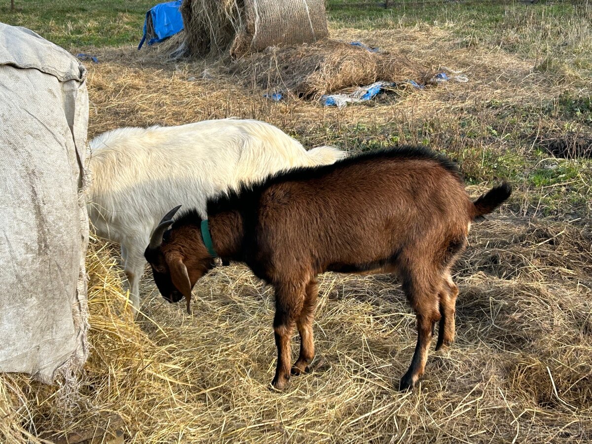 Krytie - anglonubijsky cap - 5