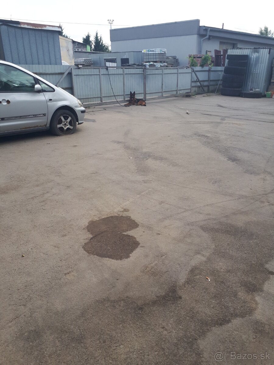 Nemecký ovčiak - 5