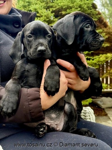 Tosa inu - TOP štěňátka vzácné černé barvy s PP - 5