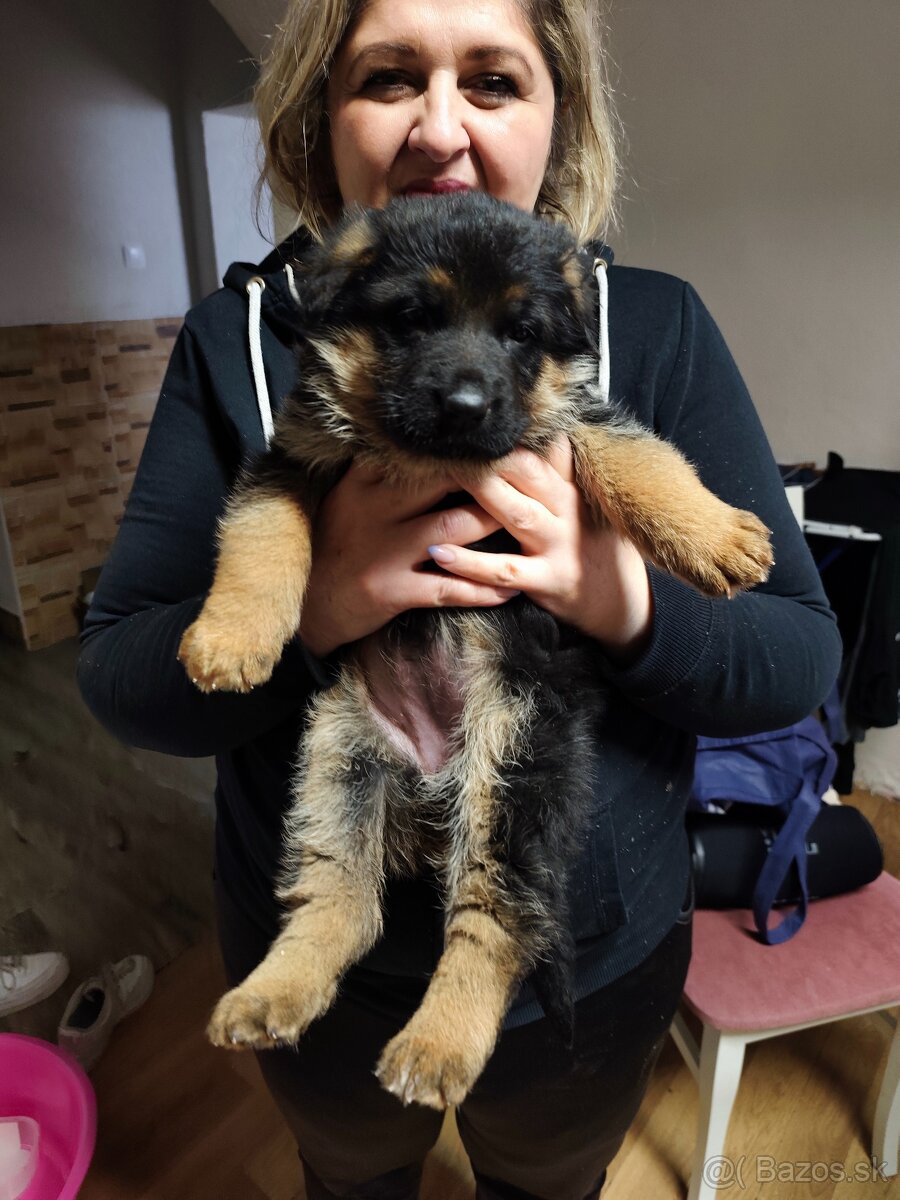 Nemecký ovčiak - 5