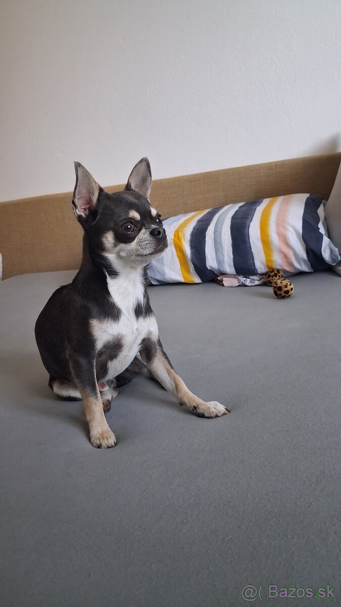 Psik civava na krytie - 5