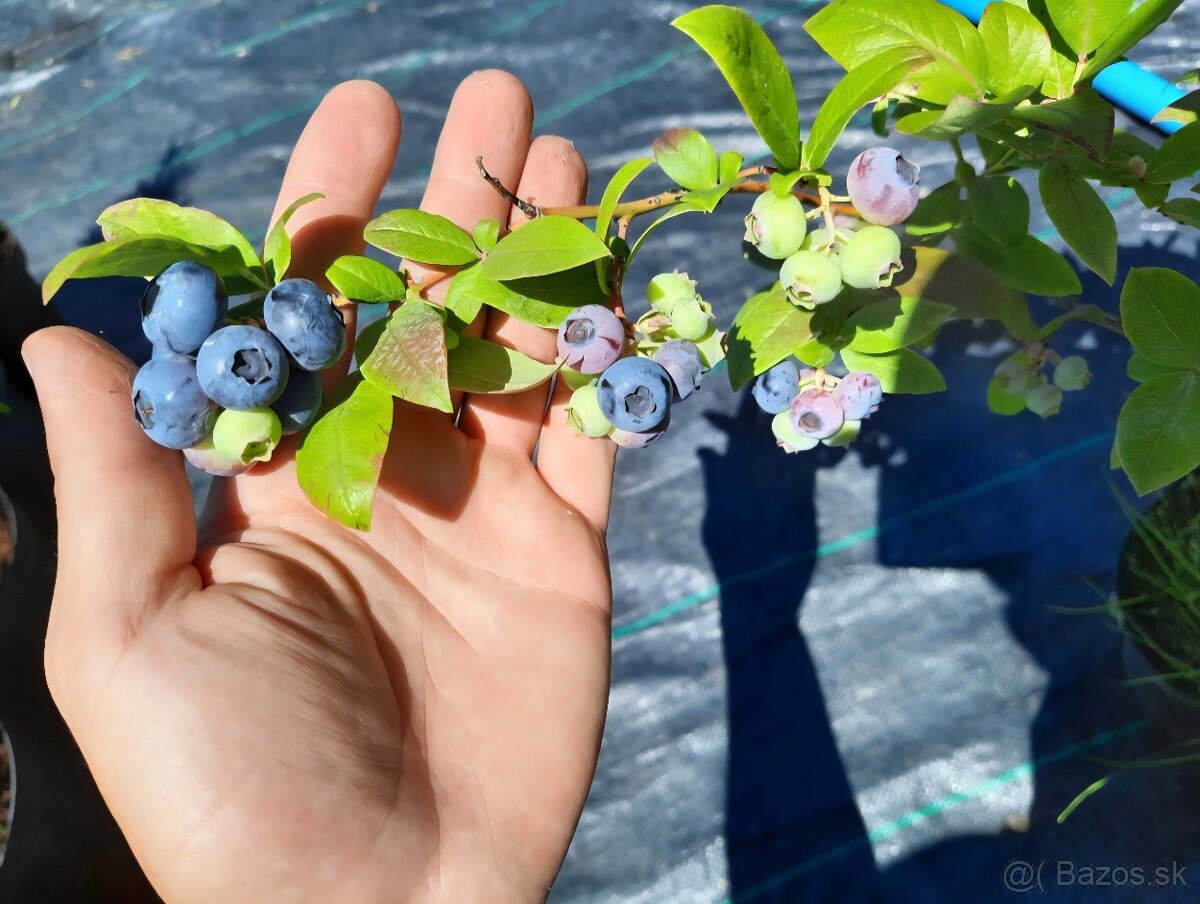 Čučoriedky sadenice - 5