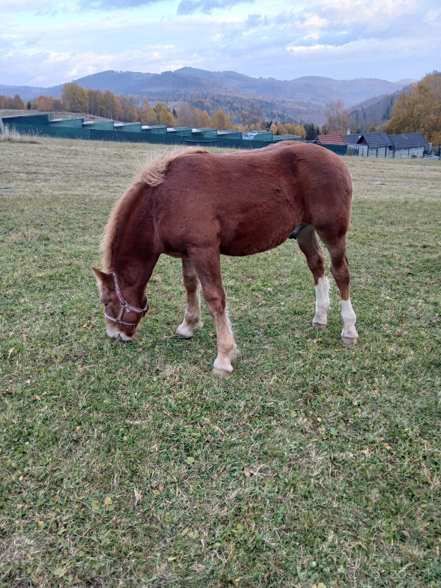 Predám žriebätá - 5