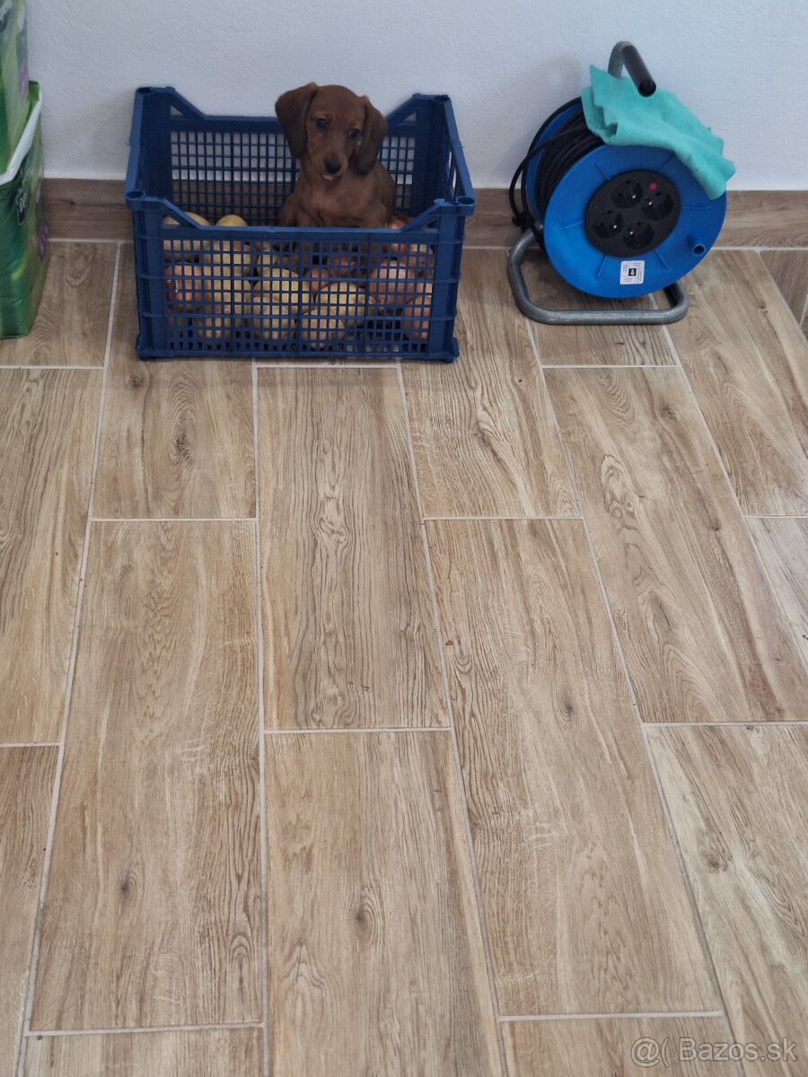 Jazvecik Bella Princess Nellys 4 mes stena - 5