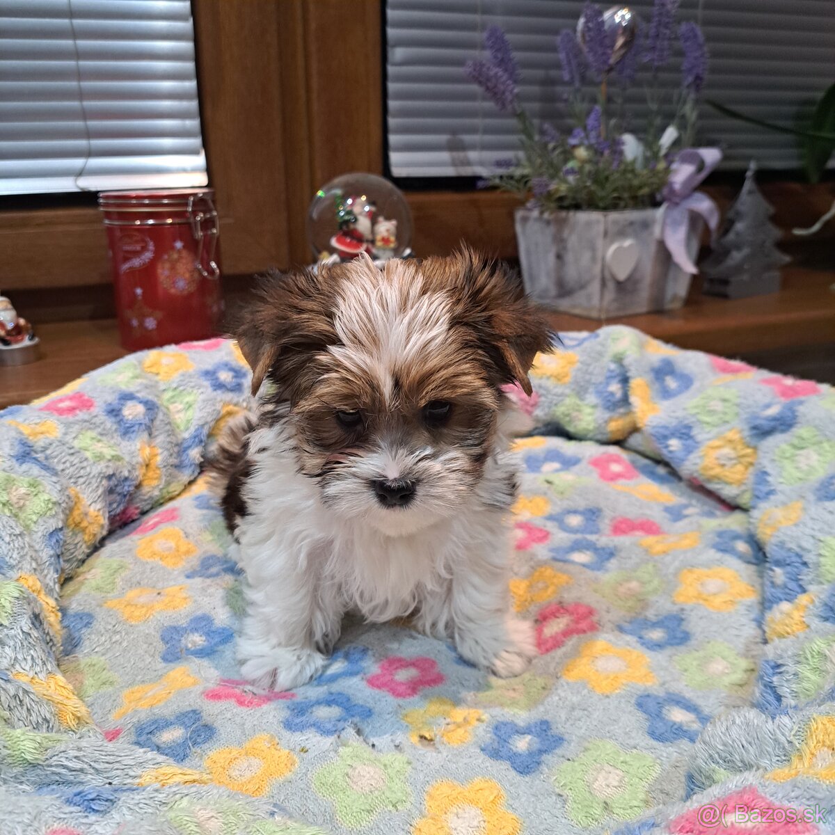 Biewer,Halbbiewer,Oceán - 5