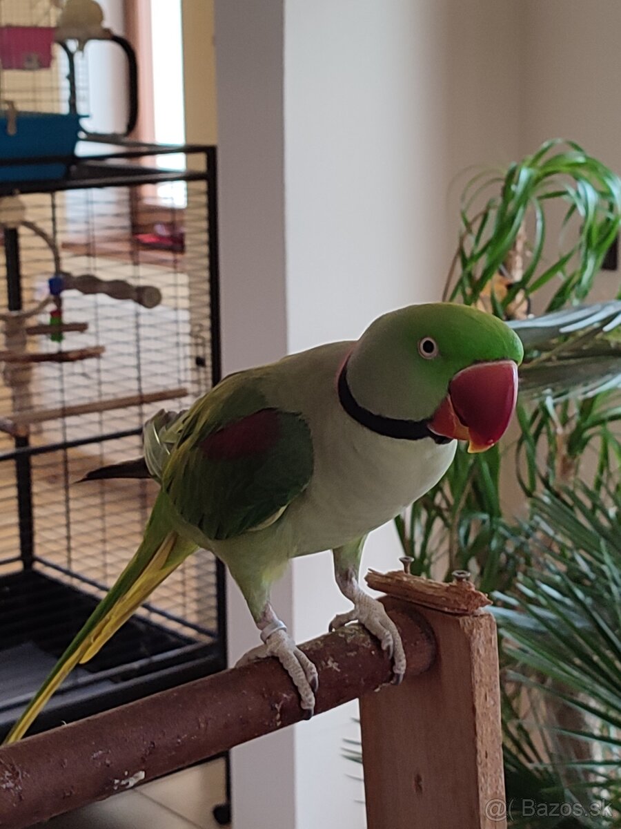 Alexander Veľký ručne dokŕmený pár - 5