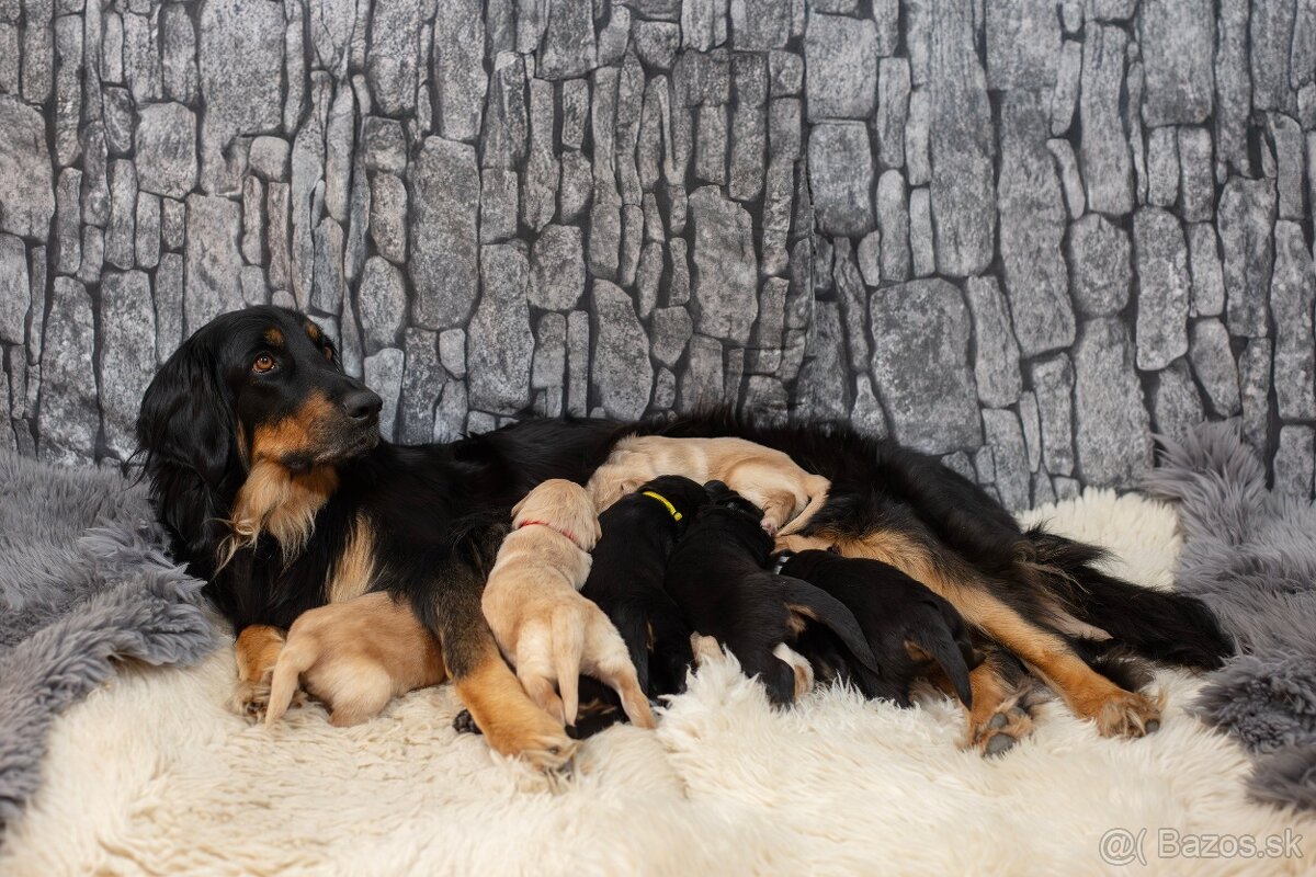 Nabídka hovawartích štěňat s PP - štěňata - 5